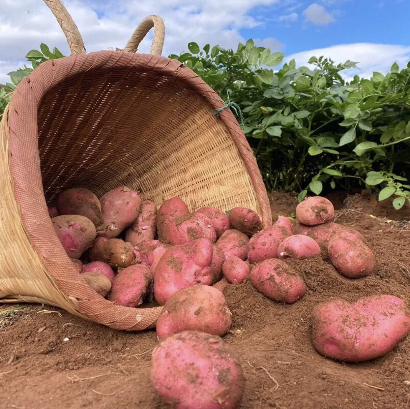 『云南高原红皮黄心小土豆』粉糯面甜、好吃又便宜、蒸煮炸炒、做薯条土豆泥等各种美食都超赞