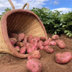 『云南高原红皮黄心小土豆』粉糯面甜、好吃又便宜、蒸煮炸炒、做薯条土豆泥等各种美食都超赞