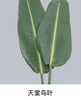 天堂鸟叶  约9-10片/扎 商品缩略图0