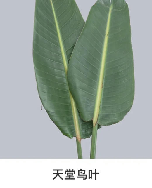 天堂鸟叶  约9-10片/扎 商品图0