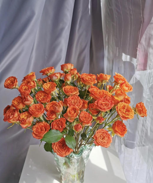 【昆明玫瑰】橙色芭比 10支/扎 A级 商品图3