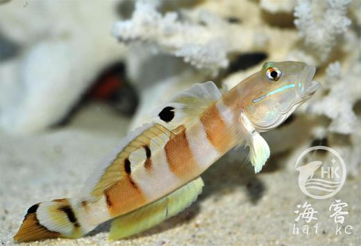 老虎虾虎 商品图3