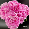 精品花材弗莱明芍药花 商品缩略图3