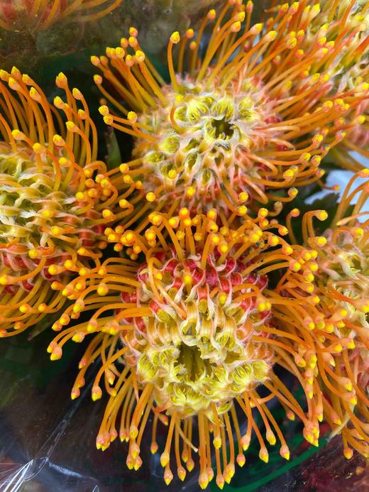 【南非花材】针垫/烟花菊  橙色  单枝 商品图4