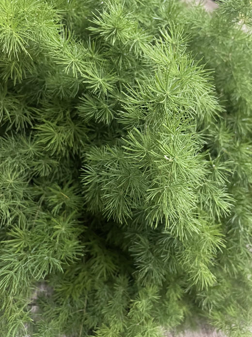 蓬莱松  若干枝/扎 商品图4