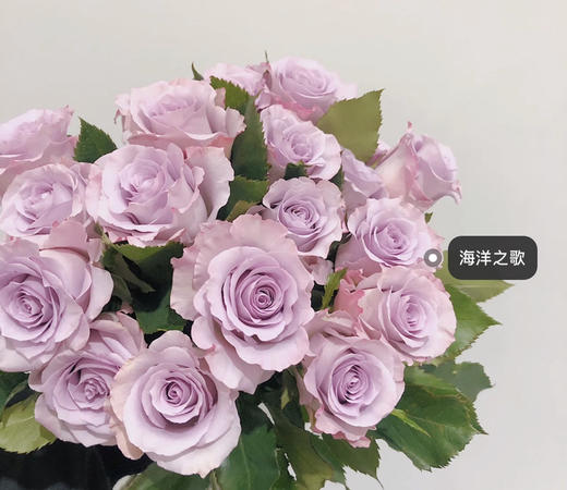 海洋之歌玫瑰（5月27日下午取花）一束约9～10支原价98元，现团购价🉐️14元/束！ 商品图3