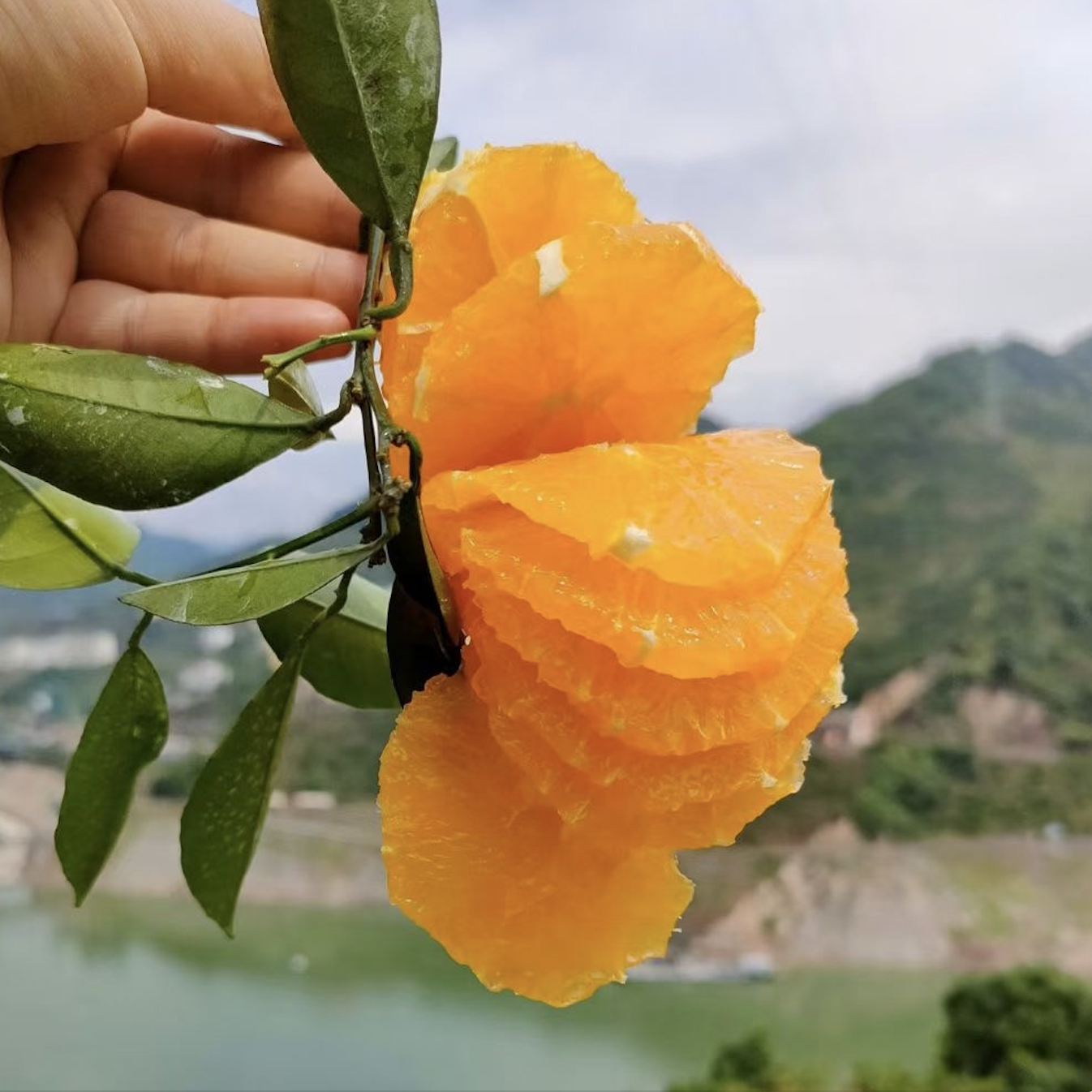 秭归伦晚脐橙、橙香扑鼻、酸甜多汁、新鲜细嫩