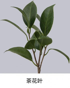 山茶花叶 若干枝/扎