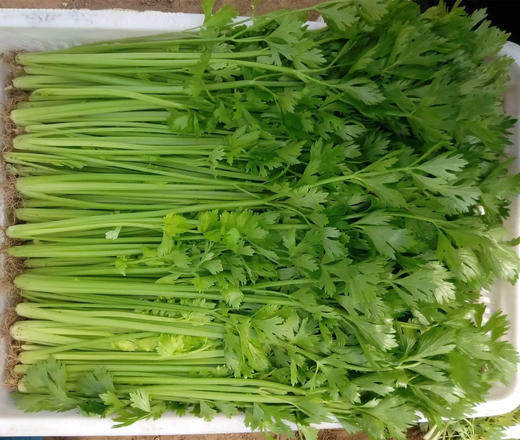 【LY】芹菜 150g±20g/袋 商品图0