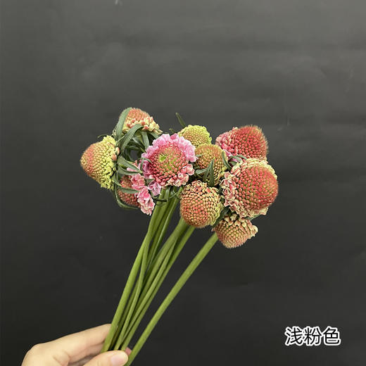 精选花材松虫草10支 商品图3