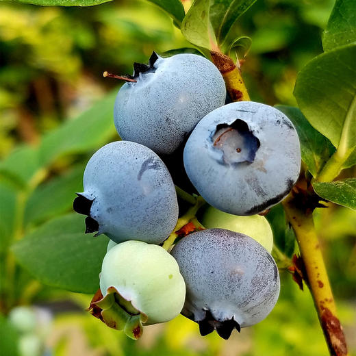 丨有机丨泊里蓝莓 基地现摘发货  蓝莓老爹16年的坚持 商品图0