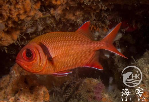 大目子 商品图2