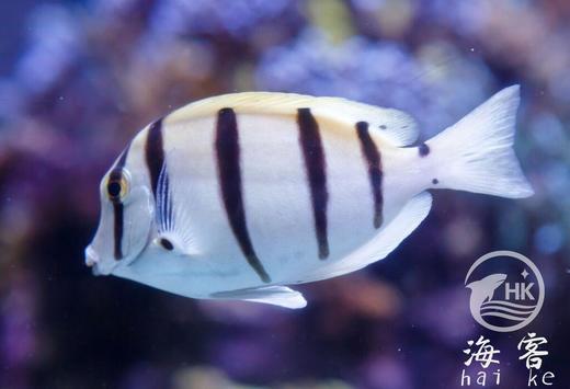 斑马吊 商品图2