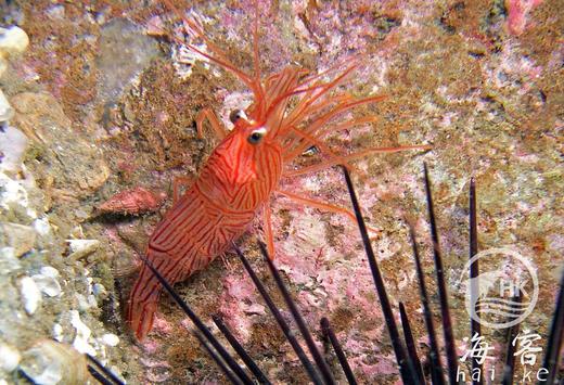 薄荷虾（吃垃圾葵） 商品图3