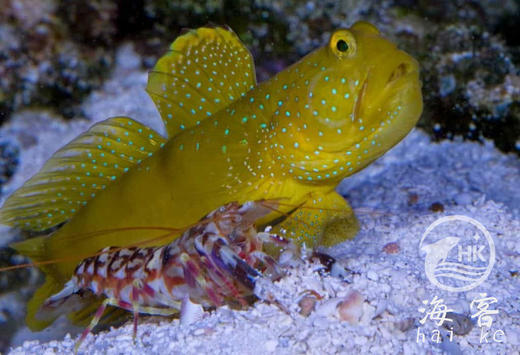 黄金虾虎 商品图3