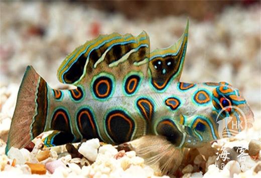 圆点青蛙 商品图3