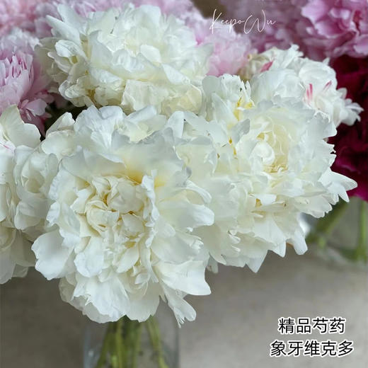 进口品种象牙维克多芍药花5支 商品图10