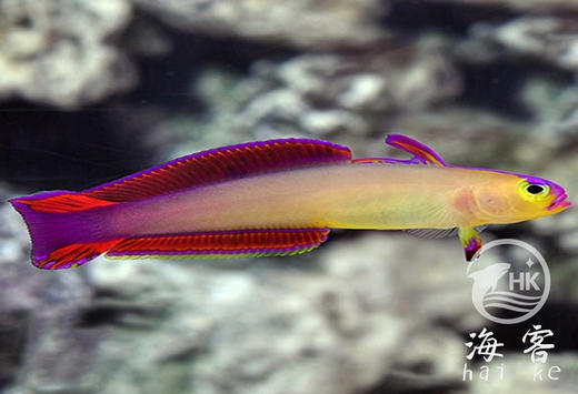 紫雷达 商品图2