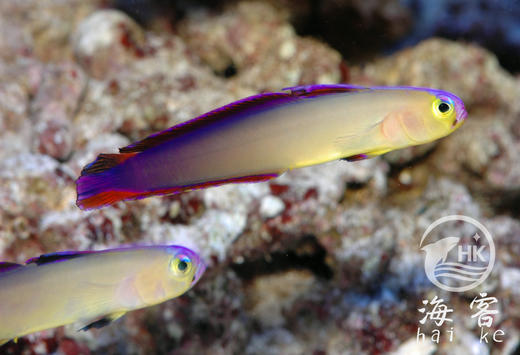 紫雷达 商品图1