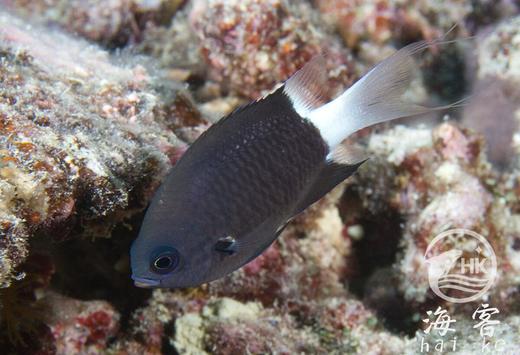 白尾么 商品图5