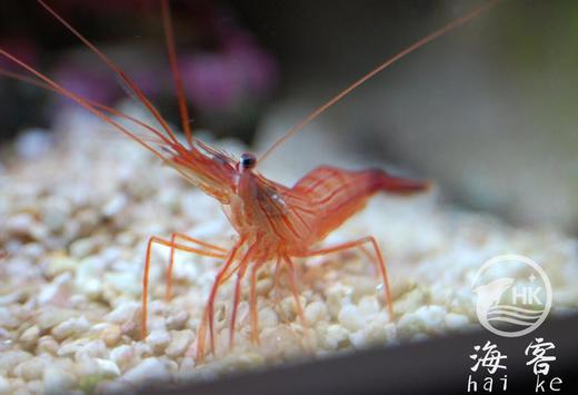 薄荷虾（吃垃圾葵） 商品图1