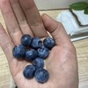 丨有机丨泊里蓝莓 基地现摘发货  蓝莓老爹16年的坚持 商品缩略图3