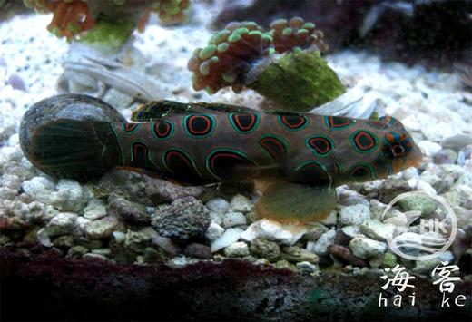 圆点青蛙 商品图0