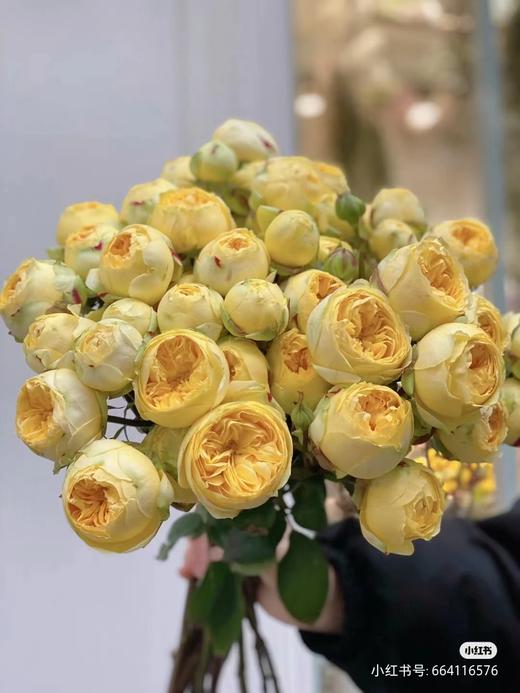 多头玫瑰凯特琳娜不耐运输不售后