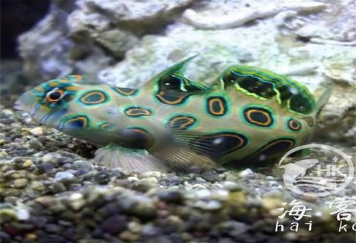 圆点青蛙 商品图1