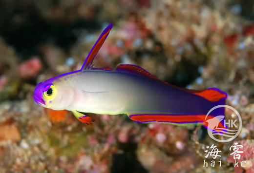 紫雷达 商品图3