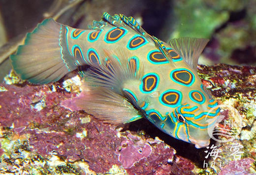 圆点青蛙 商品图4