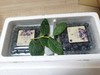 丨有机丨泊里蓝莓 基地现摘发货  蓝莓老爹16年的坚持 商品缩略图9