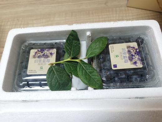 丨有机丨泊里蓝莓 基地现摘发货  蓝莓老爹16年的坚持 商品图9