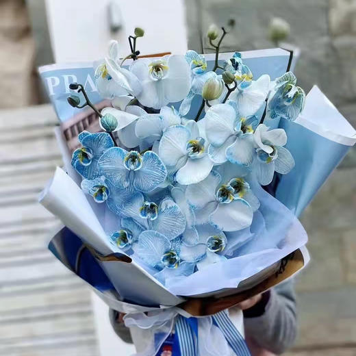 蝴蝶飞飞蝴蝶兰花束下单备注图几的颜色哦