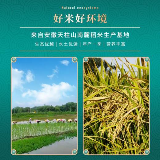 虾米农夫|虾稻香米5KG 商品图4