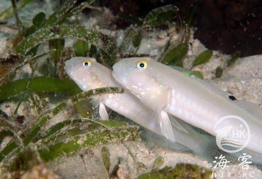 白虾虎 商品图4