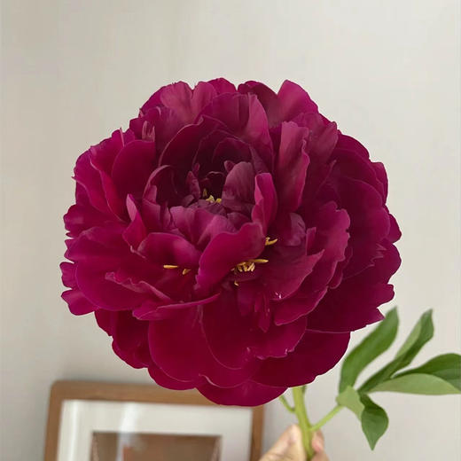 芍药花老忠诚5支 商品图10