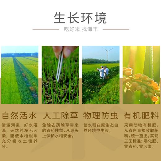 [最农公社]特惠主推|光明海丰优选米香糯米买10斤送10斤（数量有限售完恢复原价） 商品图9