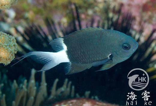 白尾么 商品图2