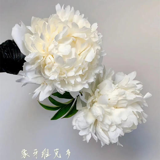 进口品种象牙维克多芍药花5支 商品图3