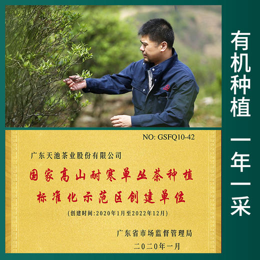 天池茶业 1392 凤凰单枞 老枞宋种50g*2罐 商品图2