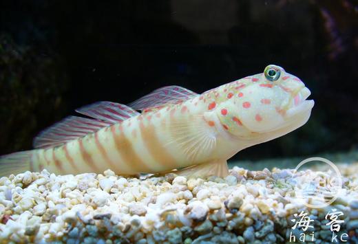 粉红点虾虎 商品图0