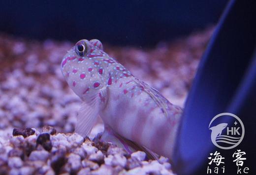 粉红点虾虎 商品图1