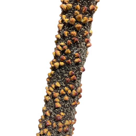 配花 | 天香 商品图0