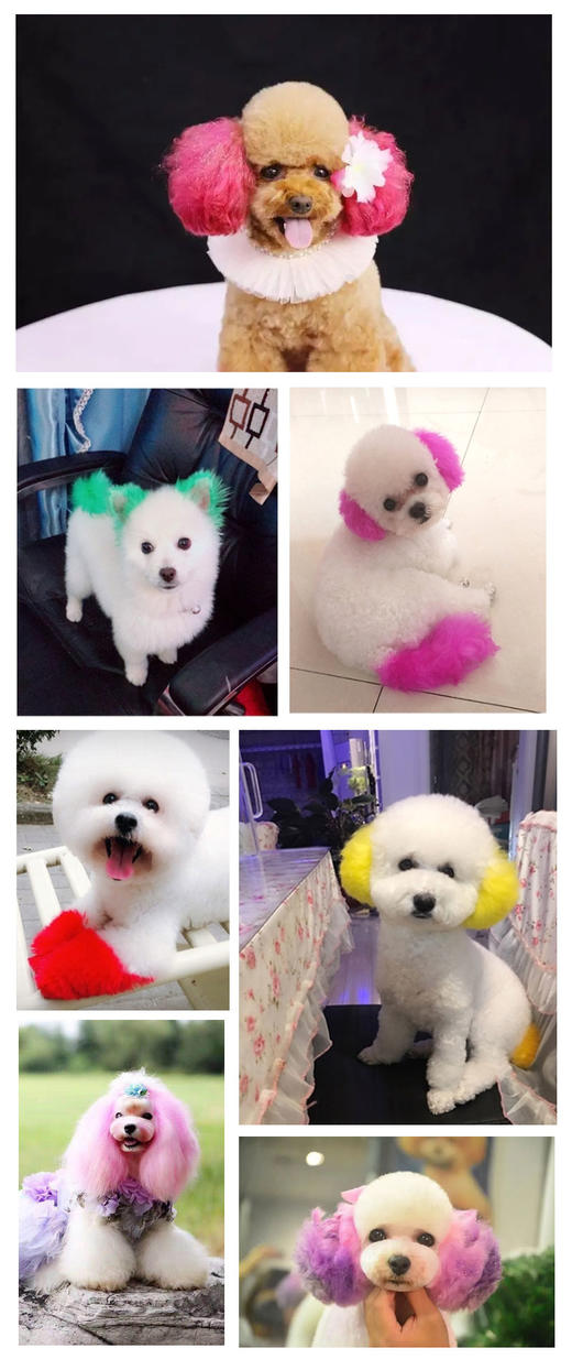 宠物一次性专业染色粉 快染彩盒  宠物DIY造型 10色可选 有赠品 CKU GROOMER CLUB学校推荐 商品图3