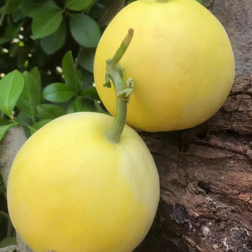 小蜜蜂树上熟黄金小甜瓜 4.5斤（约5-9个） 商品图1