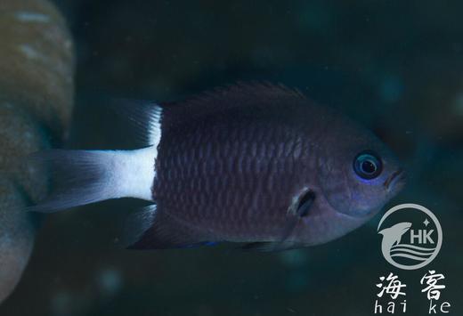 白尾么 商品图3