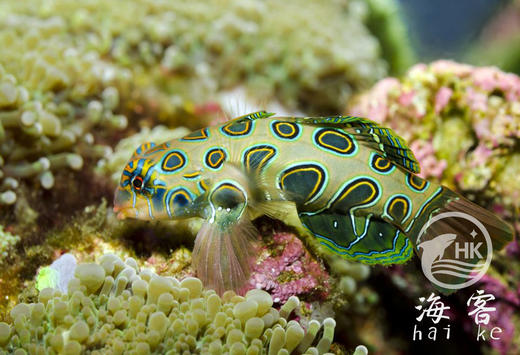 圆点青蛙 商品图5