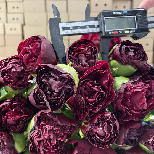 芍药花老忠诚5支 商品图13