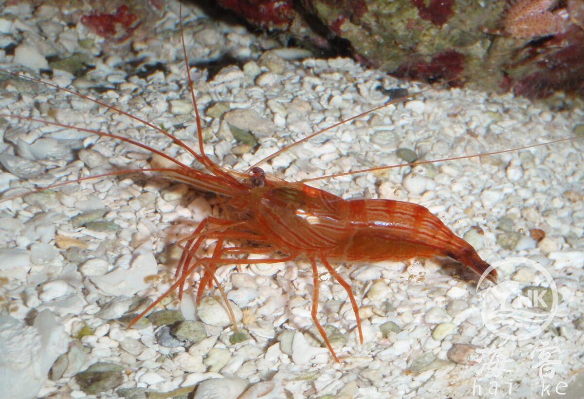 薄荷虾（吃垃圾葵）